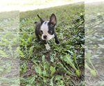 Small #8 Boston Terrier