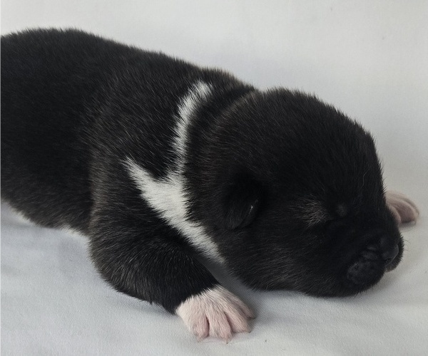 Medium Photo #1 Akita Puppy For Sale in STRAFFORD, MO, USA