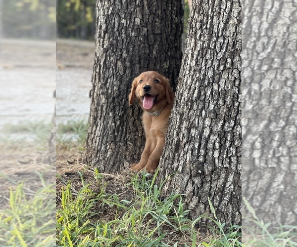 Medium Photo #1 Golden Retriever Puppy For Sale in AQUILLA, TX, USA