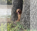 Small Photo #1 Golden Retriever Puppy For Sale in AQUILLA, TX, USA