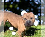 Small #25 Staffordshire Bull Terrier