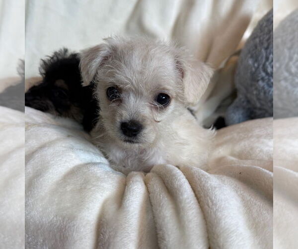 Medium Photo #1 Chihuahua-Unknown Mix Puppy For Sale in Chico, CA, USA