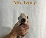 Puppy Ivory English Cream Golden Retriever