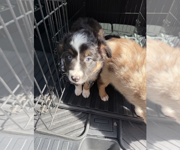 Medium Photo #10 North American Shepherd Puppy For Sale in FLAT ROCK, AL, USA