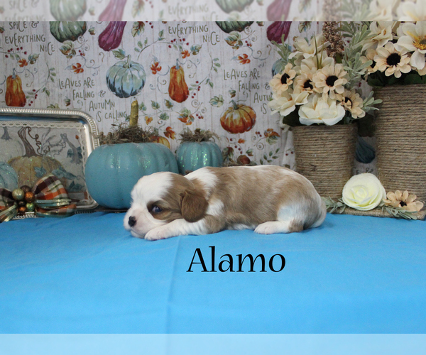 Medium Photo #10 Cavalier King Charles Spaniel Puppy For Sale in CHANUTE, KS, USA