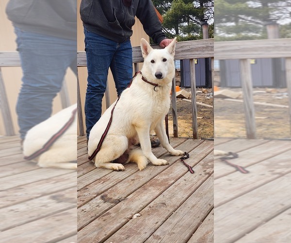 Medium Photo #1 German Shepherd Dog Puppy For Sale in GREENWOOD, WI, USA