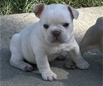 Puppy Puppy 5 Solo French Bulldog