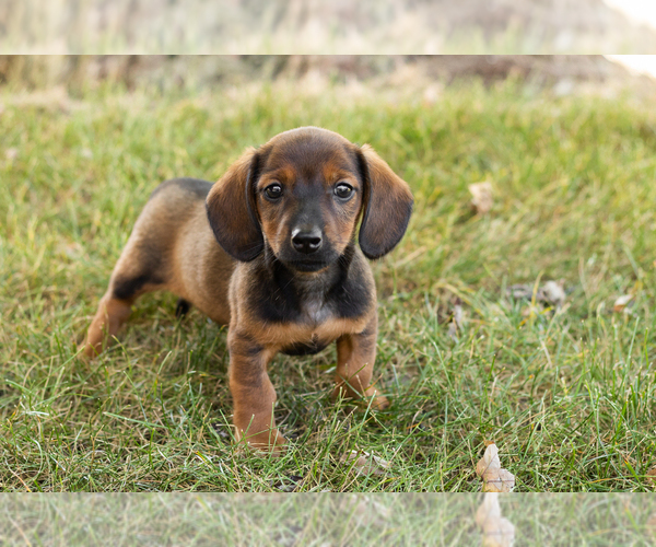 Medium Photo #23 Dachshund Puppy For Sale in NAPPANEE, IN, USA