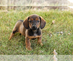 Small #3 Dachshund
