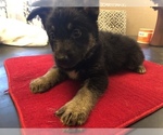 Small Photo #1 German Shepherd Dog-Siberian Husky Mix Puppy For Sale in MAHWAH, NJ, USA