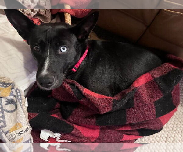 Medium Photo #3 Mutt Puppy For Sale in San Diego, CA, USA