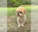 Small #1 Shih Tzu