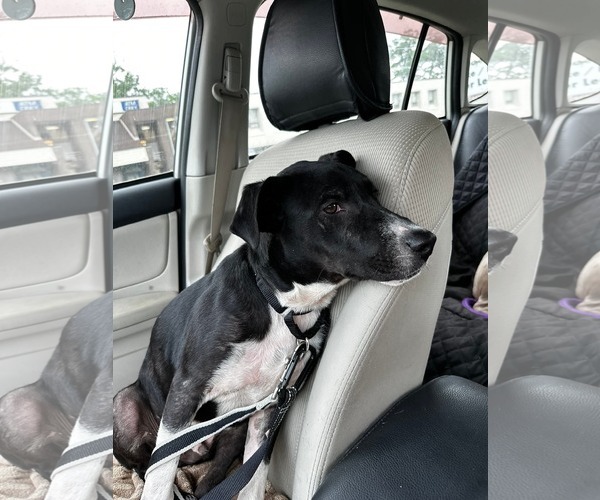 Medium Photo #4 Labrador Retriever-Unknown Mix Puppy For Sale in Rockaway, NJ, USA