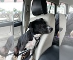 Small #3 Labrador Retriever Mix