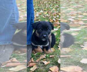 - Mix Dogs for adoption in Anchorage, AK, USA