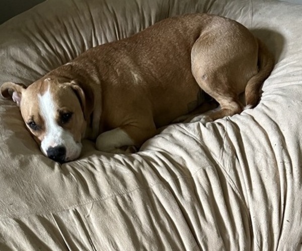 Medium Photo #1 American Staffordshire Terrier Puppy For Sale in RAEFORD, NC, USA