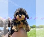 Puppy 4 Cavapoo