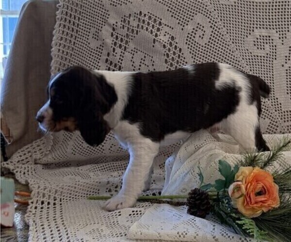 Medium Photo #5 English Springer Spaniel Puppy For Sale in OWEN, WI, USA