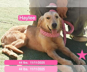 Haylee - Female Golden Retriever Dog for Adoption - Photo #2