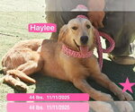 Small Photo #2 Golden Retriever Puppy For Sale in West Hollywood, CA, USA
