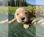 Small Photo #10 Golden Retriever Puppy For Sale in EVERETT, WA, USA