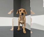 Small #2 Mutt