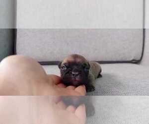 French Bulldog Puppy for sale in SAN FRANCISCO, CA, USA