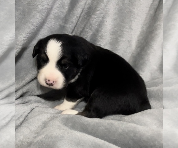 Medium Photo #13 Miniature Australian Shepherd Puppy For Sale in E LAURINBURG, NC, USA