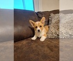 Small #1 Pembroke Welsh Corgi