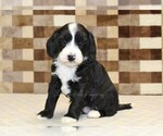Small #3 Bernedoodle (Miniature)-Cavapoo (Miniature) Mix