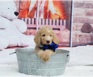 Labradoodle Puppy for sale in LAKE PARK, GA, USA