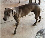 Small #2 Weimaraner