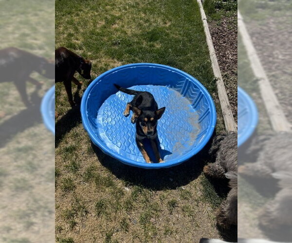 Medium Photo #4 Collie-Unknown Mix Puppy For Sale in Sandy, UT, USA