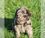 Small #5 Goldendoodle