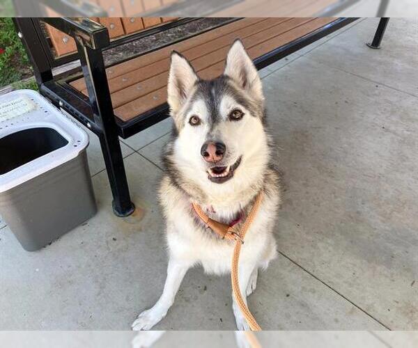 Medium Photo #1 Siberian Husky Puppy For Sale in Orange, CA, USA