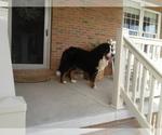 Small Photo #1 Bernese Mountain Dog Puppy For Sale in HORN CREEK, CO, USA