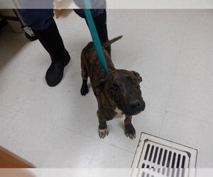 Mutt Dogs for adoption in Oroville, CA, USA
