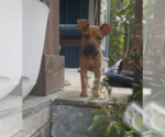 Small #3 Labrador Retriever Mix