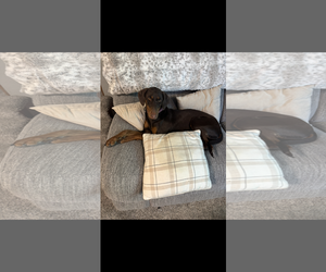 Doberman Pinscher Dogs for adoption in Minneaoplis, MN, USA