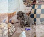 Image preview for Ad Listing. Nickname: Piper ACA