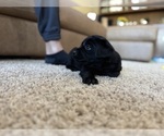 Small #55 Labrador Retriever