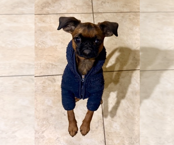 Medium Photo #4 Brussels Griffon Puppy For Sale in SCOTTSDALE, AZ, USA