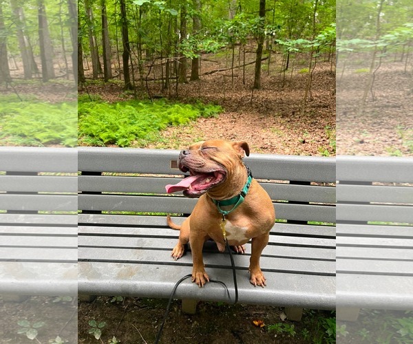 Medium Photo #26 American Bulldog-Unknown Mix Puppy For Sale in Derwood, MD, USA