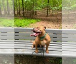 Small #25 American Bulldog Mix