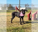 Small #6 Mutt
