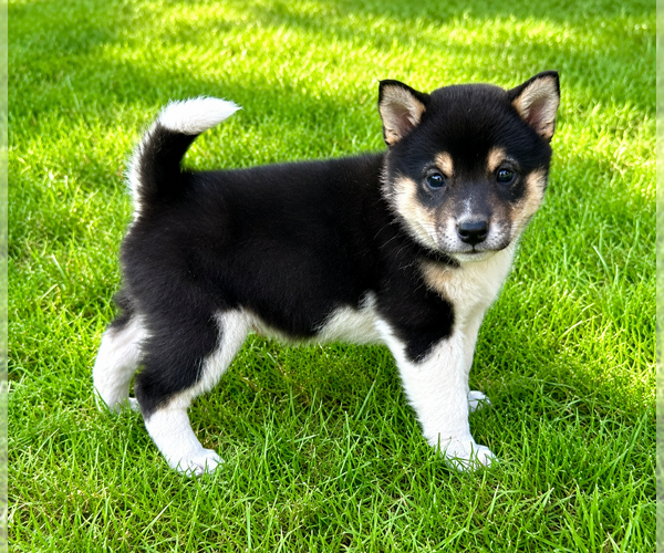 Medium Photo #7 Shiba Inu Puppy For Sale in FAIR HAVEN, MI, USA