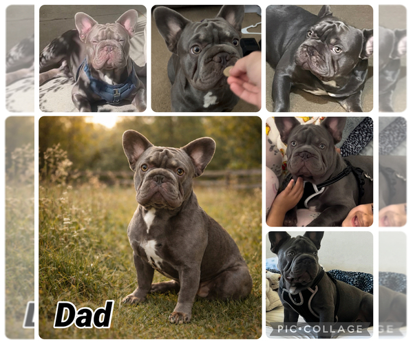 Medium Photo #1 French Bulldog Puppy For Sale in LADERA RANCH, CA, USA