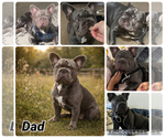 Small Photo #1 French Bulldog Puppy For Sale in LADERA RANCH, CA, USA