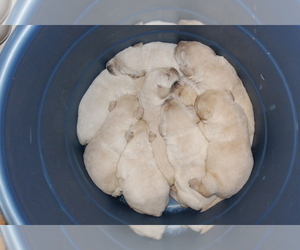 Labrador Retriever Puppy for Sale in BARDSTOWN, Kentucky USA