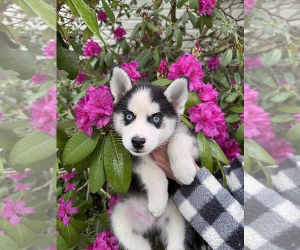 Medium Photo #4 Pomsky Puppy For Sale in VENUS, PA, USA